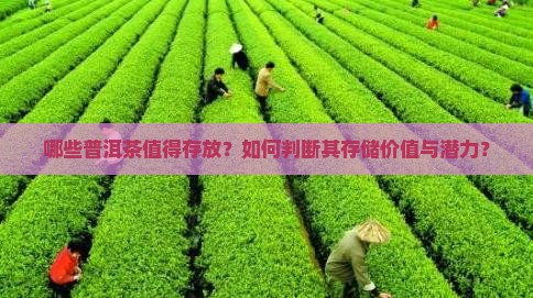 哪些普洱茶值得存放