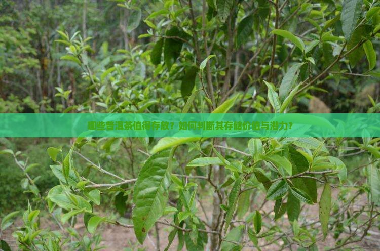 哪些普洱茶值得存放