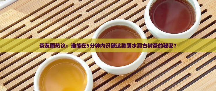 中茶大益茶王青饼落水洞古树茶