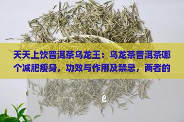 天天上饮普洱茶乌龙王