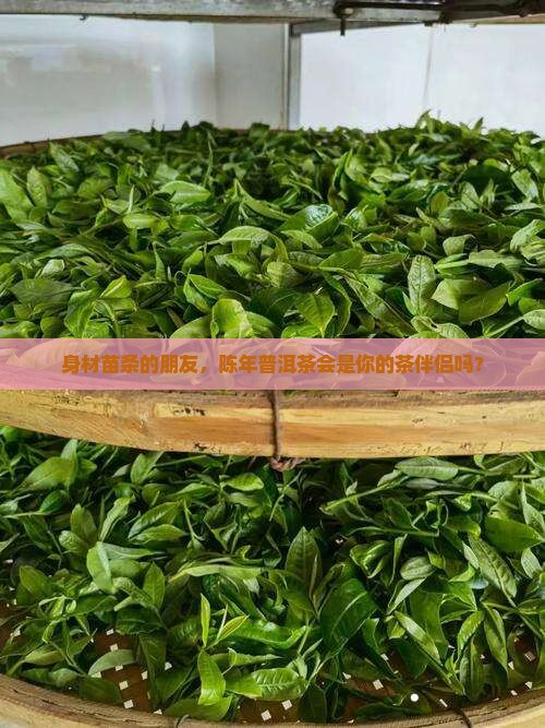 瘦的人能喝陈年普洱茶吗