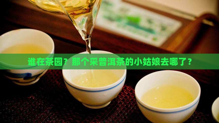 采普洱茶的小女孩