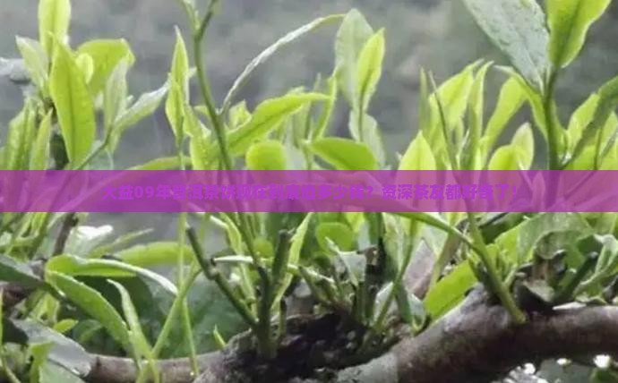 大益09年普洱茶饼价格