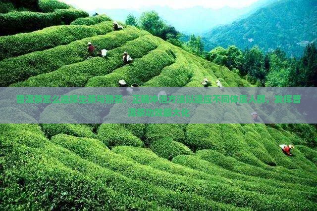 普洱茶怎么喝最适合人群