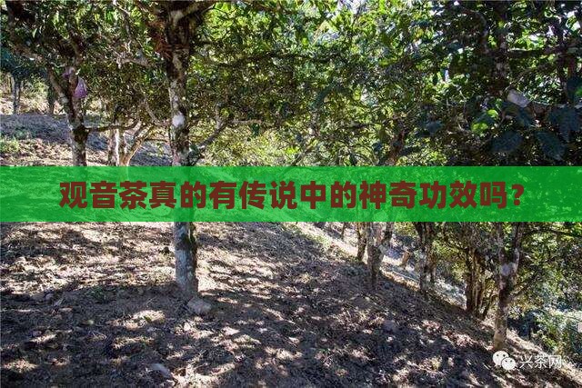 观音茶的功效与作用