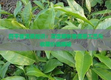 四平普洱茶知识