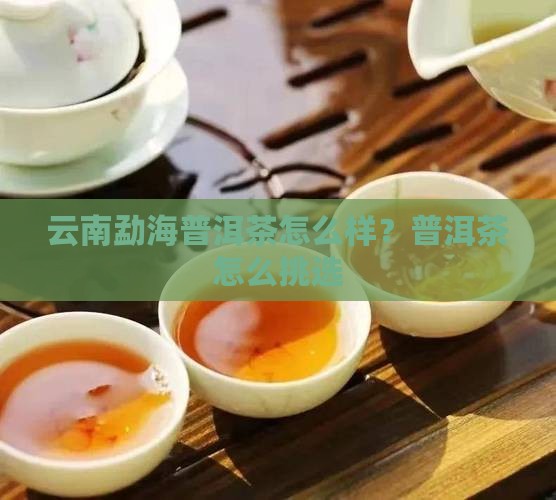 勐海提古普洱茶怎么样