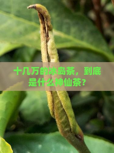 冰岛茶价格十几万