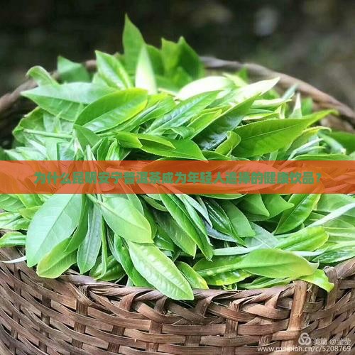 昆明安宁普洱茶