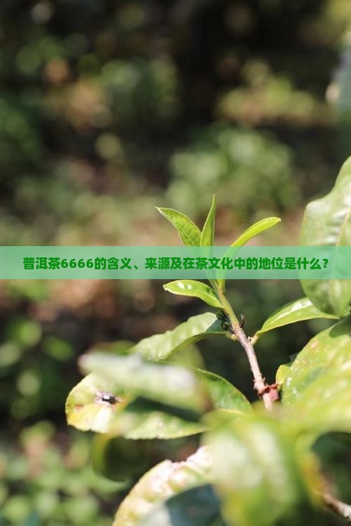普洱茶6666是什么意思