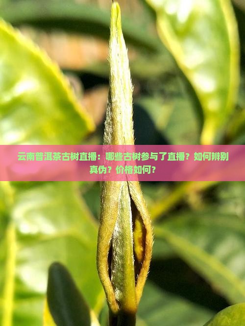 云南普洱茶古树直播