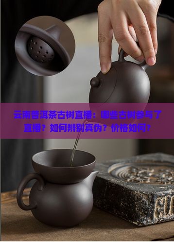 云南普洱茶古树直播