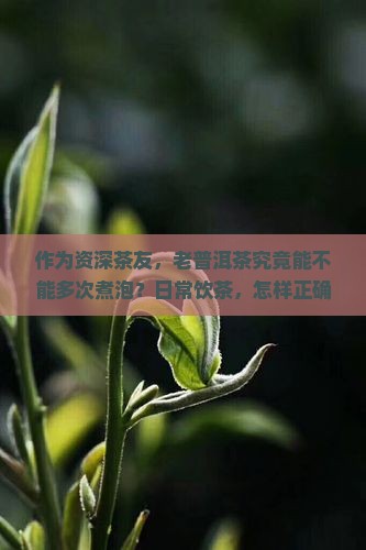 普洱茶老茶可以反复煮吗 普洱茶老茶可以反复煮吗