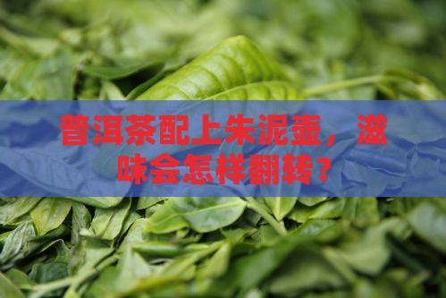 朱泥壶能泡普洱茶吗