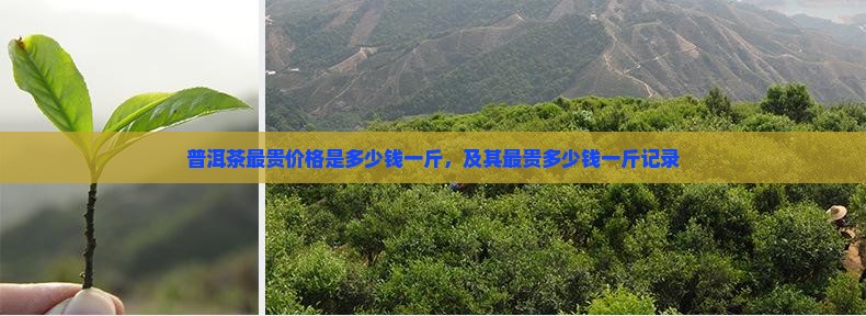 普洱茶最贵价格是多少钱一斤