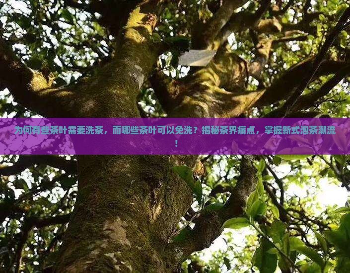 哪些茶需要洗哪些茶不需要洗