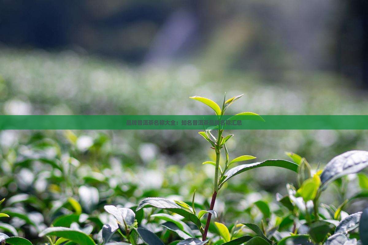 品牌普洱茶名称