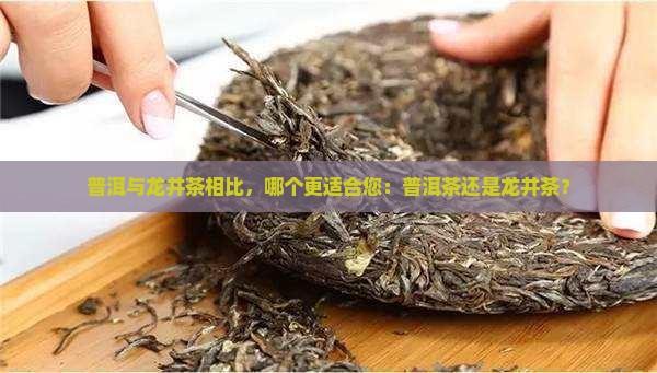 普洱茶和龙井推荐哪款茶