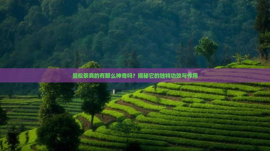 曼松茶的功效和作用