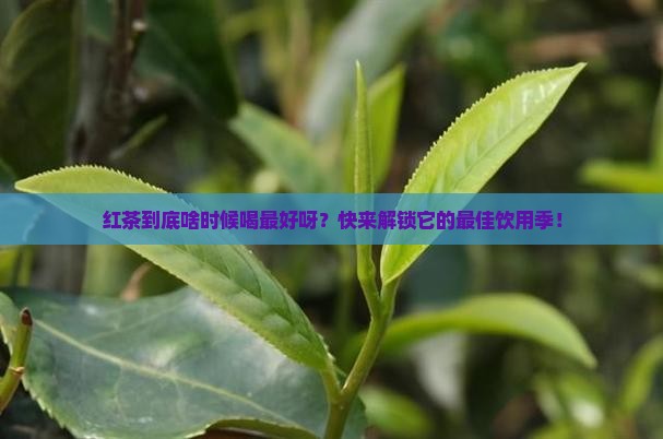 红茶什么季节喝