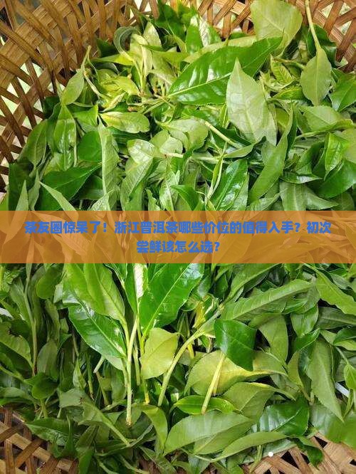 浙江普洱茶价位表