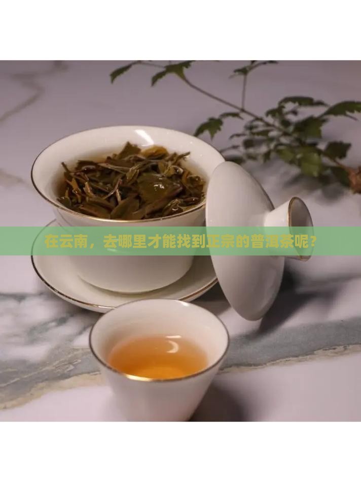 云南哪里有买普洱茶