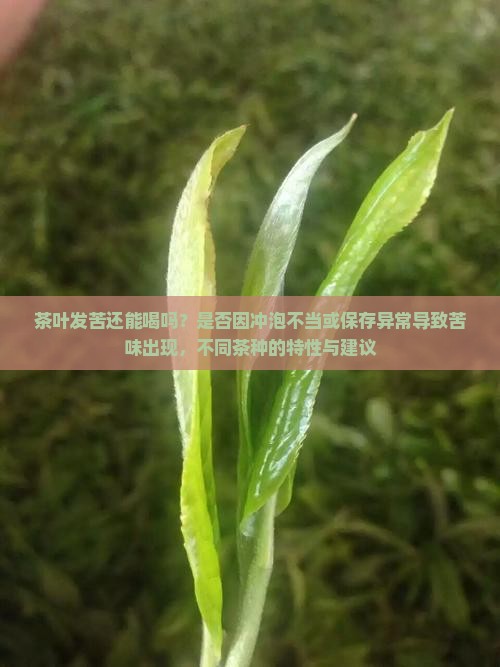 茶叶发苦还能喝吗