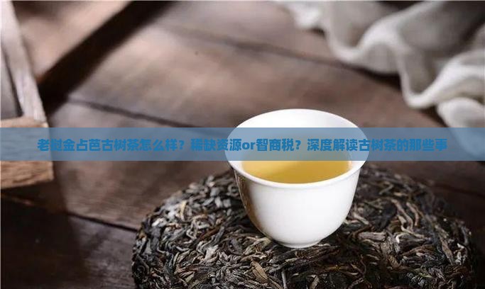 老挝金占芭古树茶怎么样