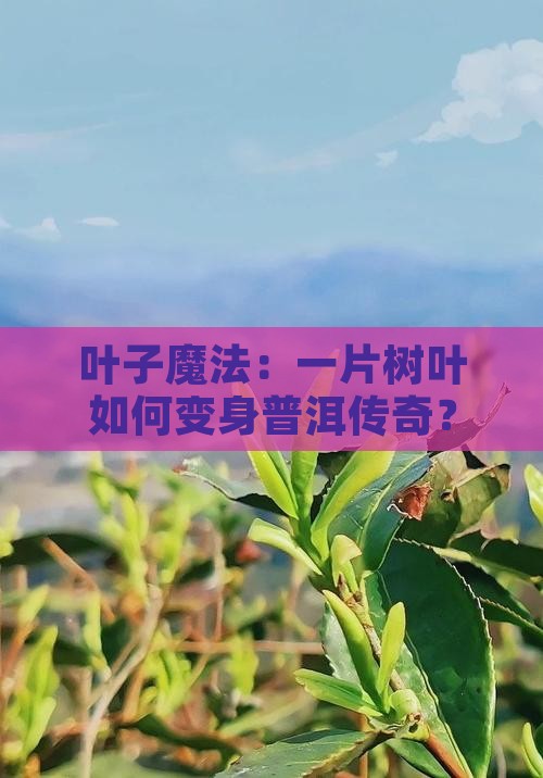 一片叶子变普洱茶