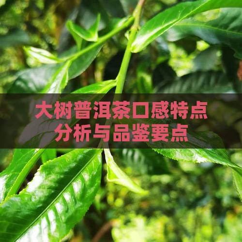 大树普洱茶口感特点分析