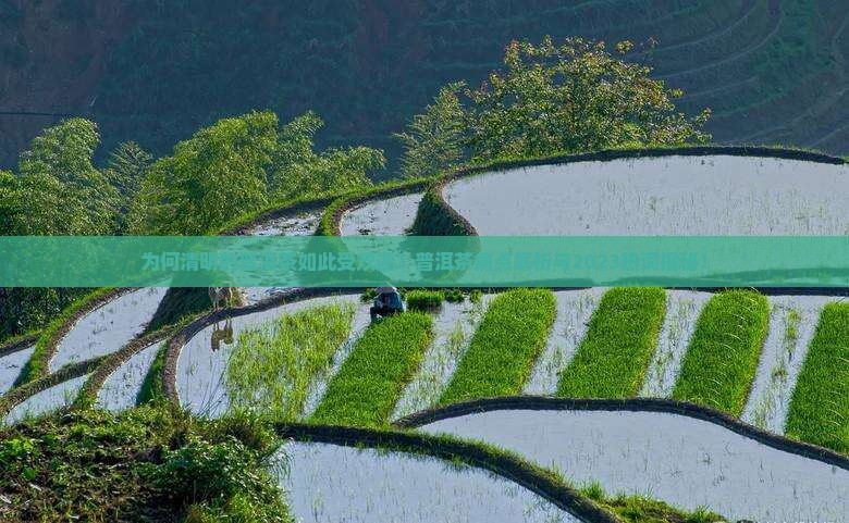 清明的普洱茶是什么茶
