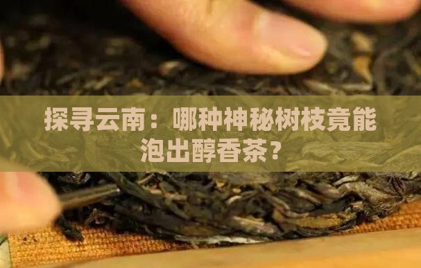 云南树枝泡茶的是什么