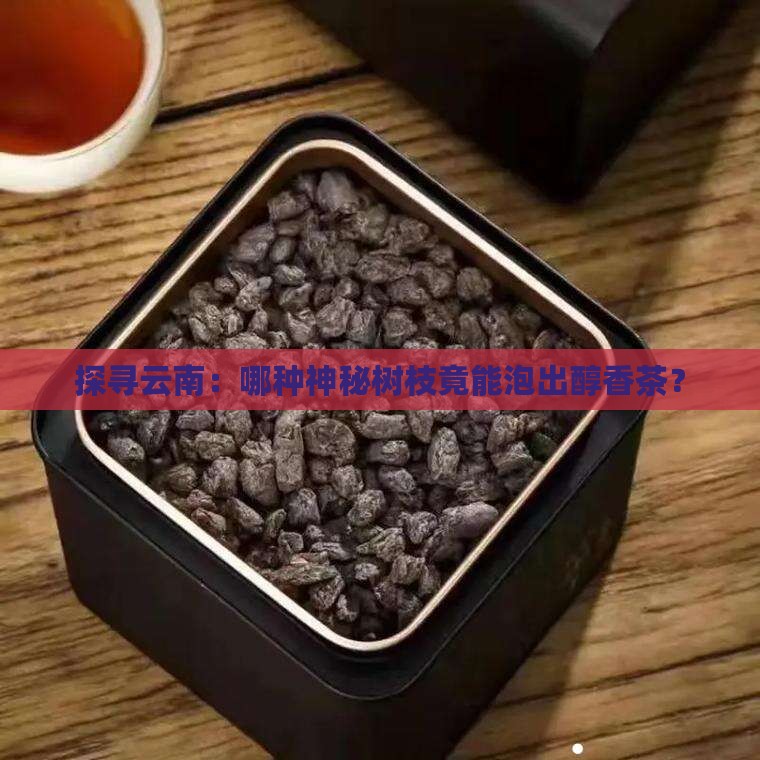 云南树枝泡茶的是什么