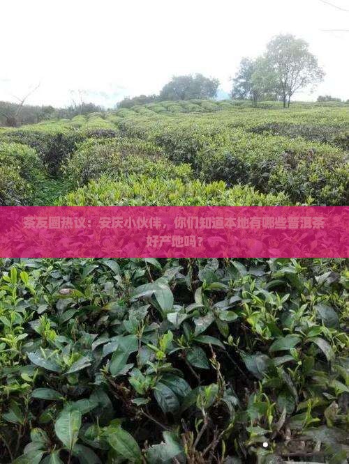 安庆市普洱茶产地是哪里