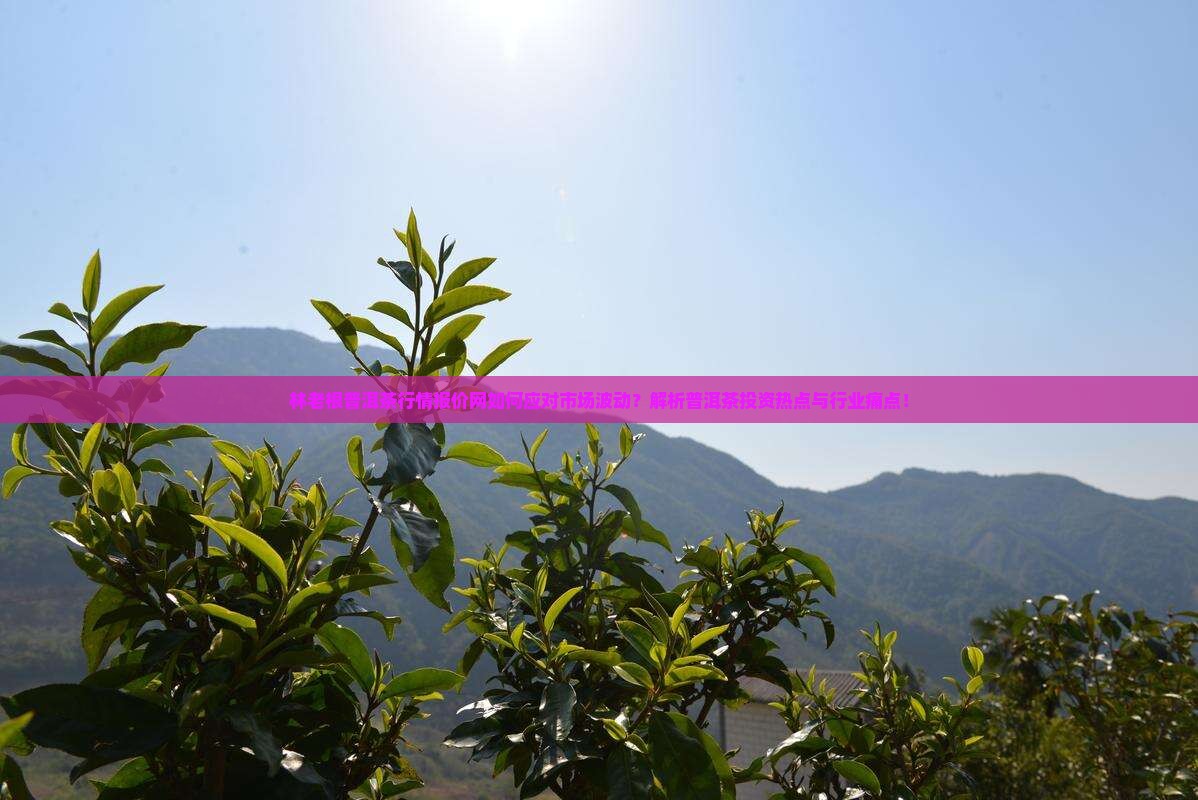 林老根普洱茶行情报价网