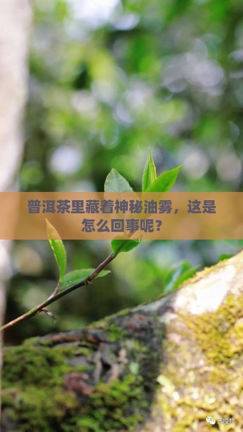 普洱茶里面有油雾