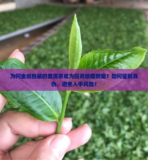 金纸包装普洱茶
