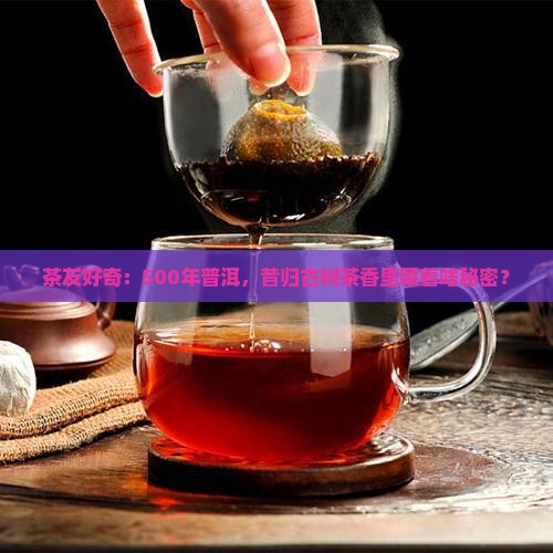 普洱茶五百年昔归
