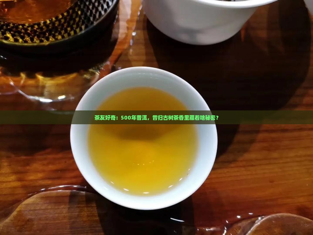 普洱茶五百年昔归