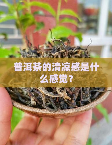 恭喜你普洱茶有清凉感