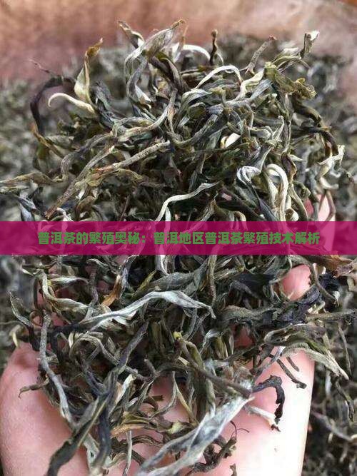 普洱茶如何繁殖后代