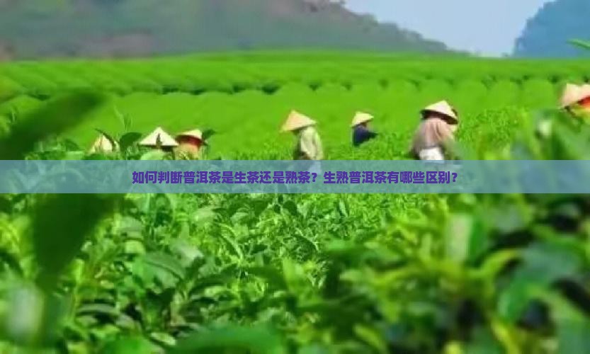 怎么区分普洱茶的生熟度