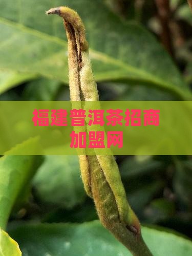 福建资深普洱茶招商网