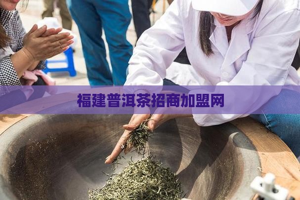 福建资深普洱茶招商网