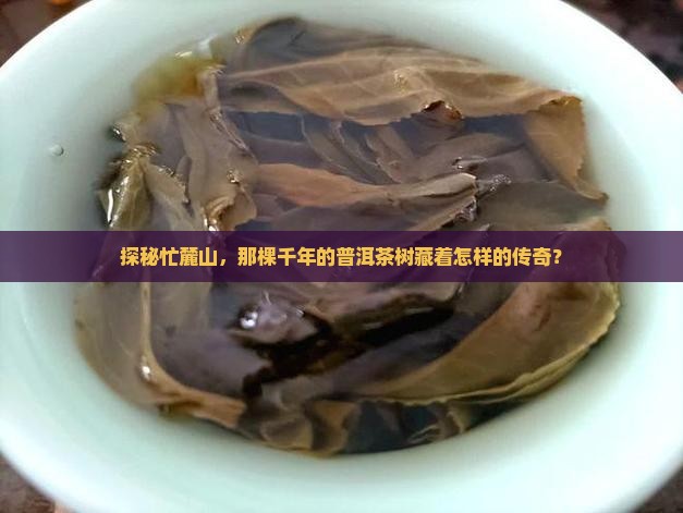 忙麓山古树普洱茶