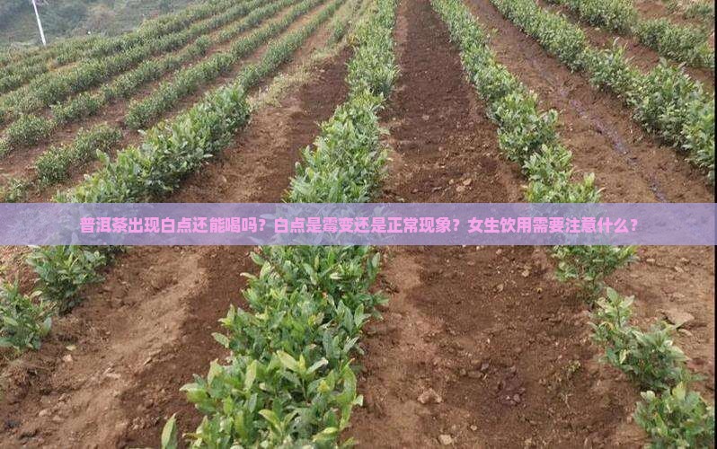 普洱茶有点白点能喝吗女生
