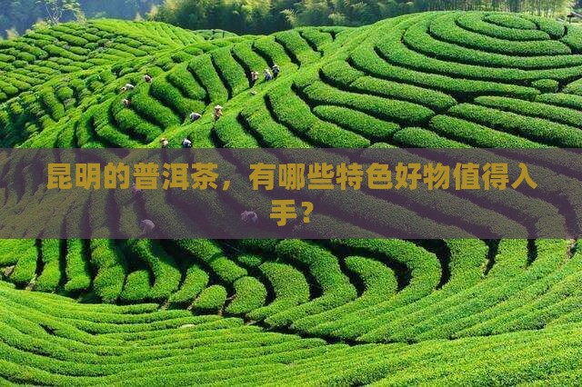 昆明普洱茶特色产品