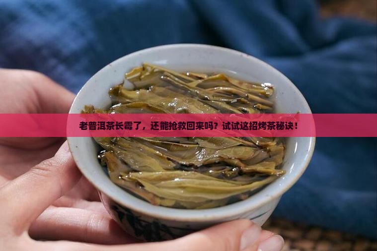 发霉的普洱茶可以烤吗