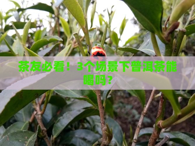普洱茶究竟能不能喝