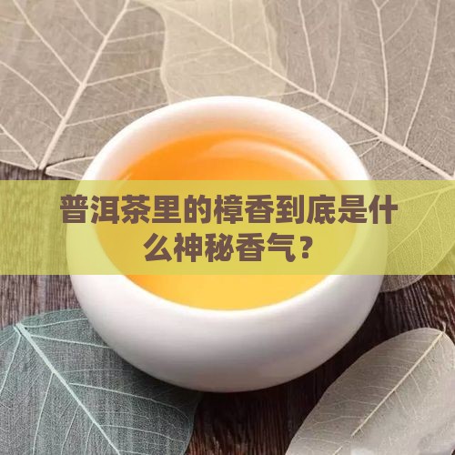 普洱茶的樟香是什么香